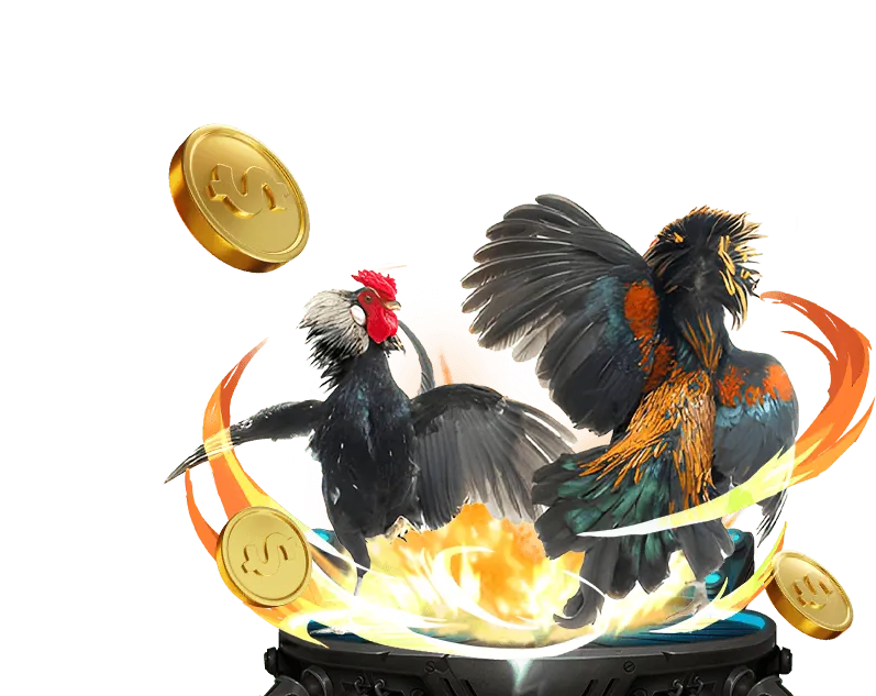 Hai chiến kê sẵn sàng giao đấu